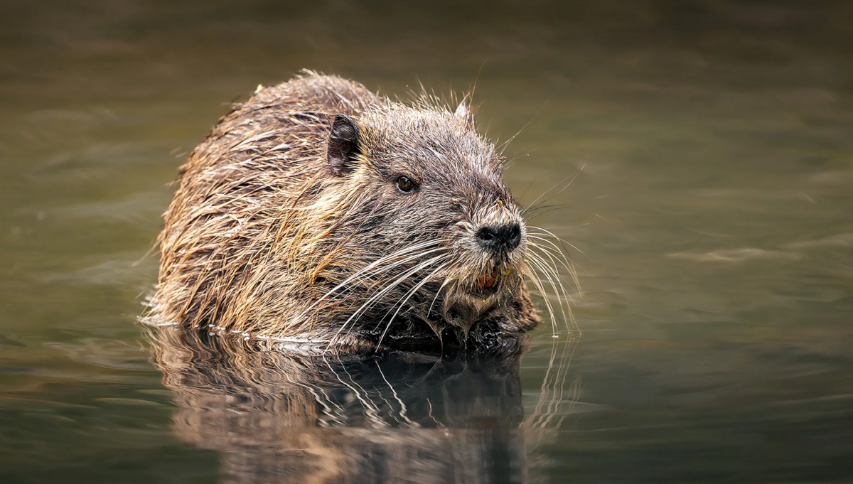 Coypu și impactul speciilor invazive asupra biodiversității în Azerbaidjan | sursa foto: Stiri pe Surse