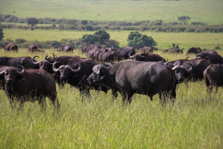 China oprește importurile de animale din mai multe țări din cauza unor epidemii