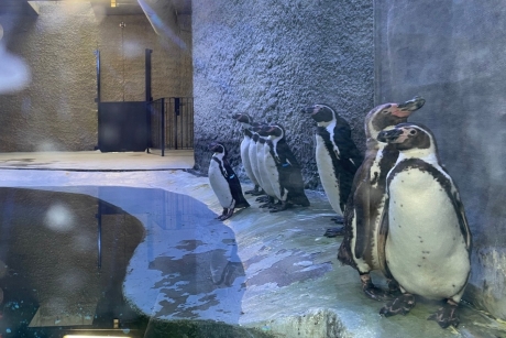 FOTO Lei de mare, foci şi pinguini Humboldt, în premieră naţională la Zoo Braşov