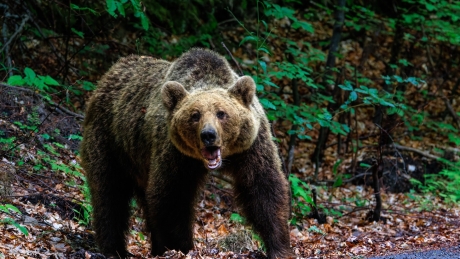 Alertă: A fost semnalată prezența unui urs într-o comună din Neamț. Autoritățile au emis mesaj Ro-Alert