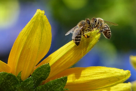 Tehnologia implementată de Marea Britanie pentru a salva albinele. Insectele minune, în pericol de dispariție 