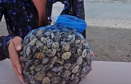 VIDEO Vongolele italiene, cultivate experimental în Marea Neagră: Un posibil nou început pentru acvacultura românească
