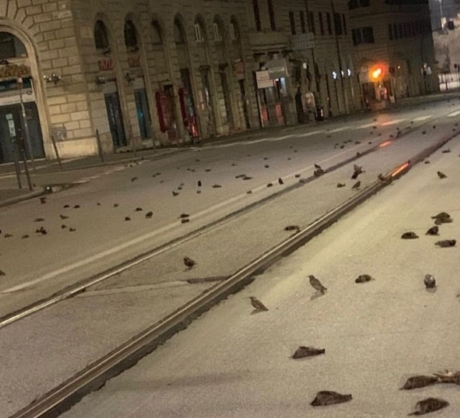 VIDEO FOTO Invazie de gândaci uriași și zburători în destinația turistică preferată de români - Au ajuns și pe litoral. La ce riscuri sunt expuși turiștii
