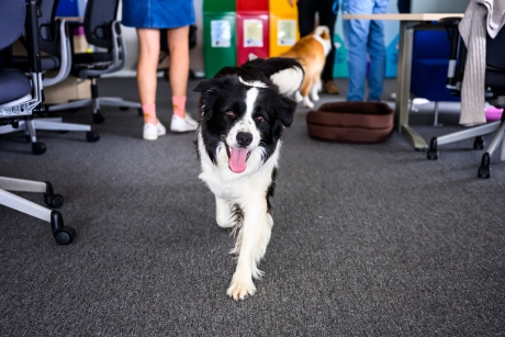 Terapie fără programare, în timpul orelor de lucru – birourile pet-friendly sunt cu adevărat motivante