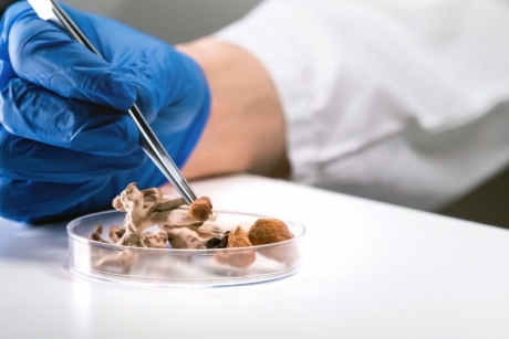 Țara care dă undă verde utilizării psilocybin pentru tratarea depresiei: 'Psihiatrii pot prescrie substanţa pacienţilor lor, după un protocol foarte strict'