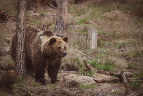 Urșii nu dau pace: un bărbat a fost atacat în timp ce se întorcea cu animalele la stână