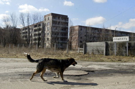 Câinii de la Cernobîl nu mai sunt simple animale. Radiațiile au produs schimbări majore în ADN-ul patrupezilor