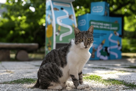 Mandat de arestare preventivă pentru un bărbat prins în timp ce schingiuia o pisică, într-o ghenă de gunoi. Animalul a murit într-o clinică veterinară