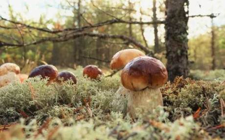 Misterul pădurii: ciupercile – hrană, iluzie sau pericol?