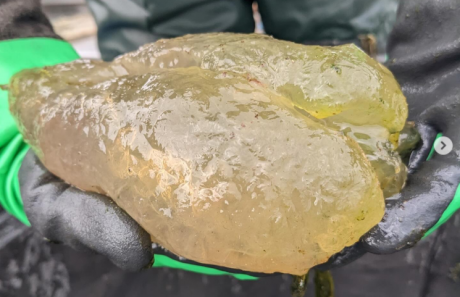 FOTO Fenomen antic, ieșit la suprafață: A apărut din senin pe lac și nimeni nu știa ce este masa gelatinoasă care pare de origine extraterestră